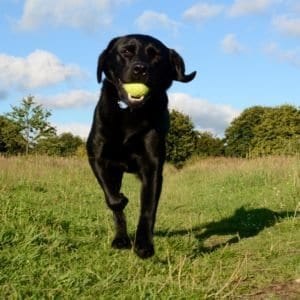 Cate's Gallery Thumbnail