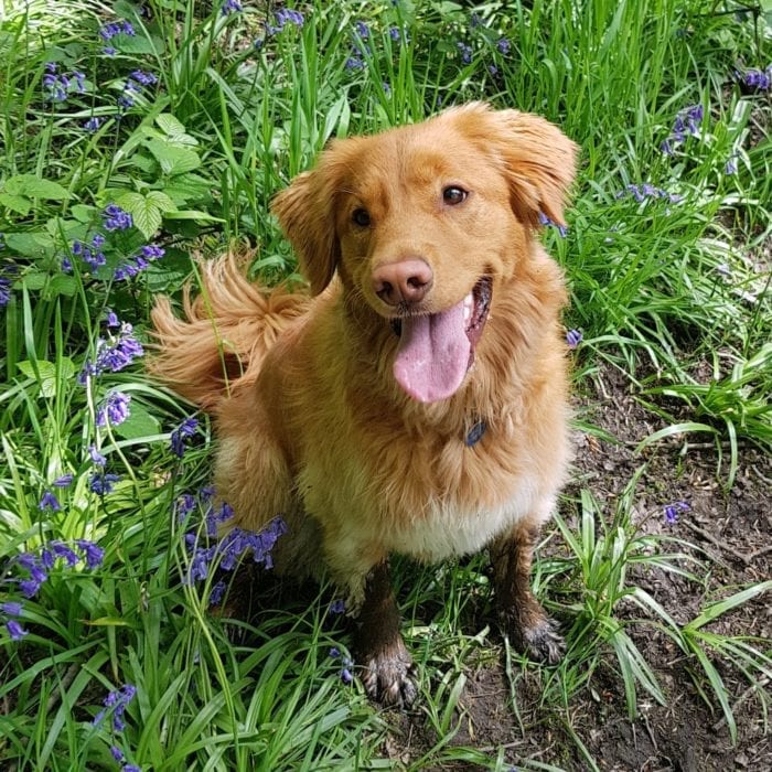 Digs for Dogs The Perfect Dog Boarding Service in Formby & Ormskirk