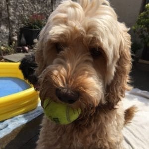 Dave's Gallery Thumbnail