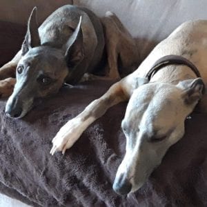 Seana's Gallery Thumbnail