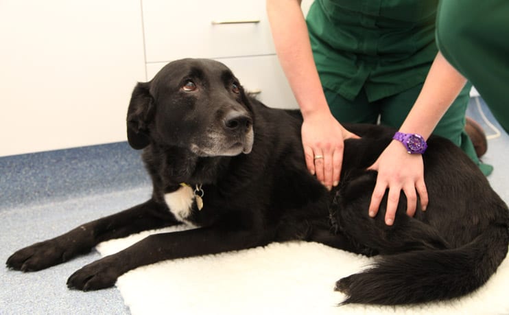 black dog receiving physio treatment