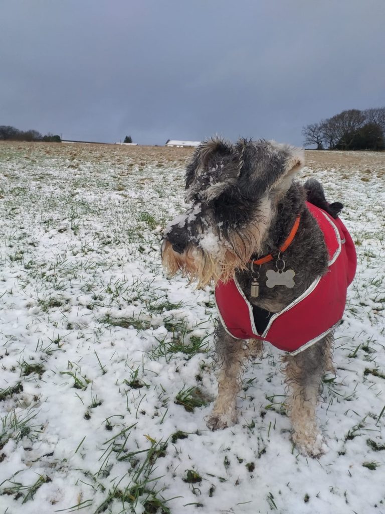 Dog in a field covered in snow