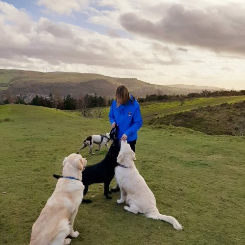 Picture of Digs for Dogs