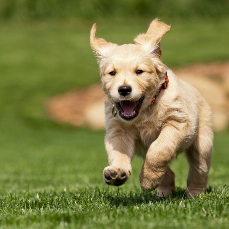 Puppy 