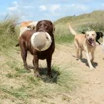 Dogs on the Beach