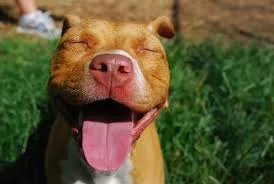 Happy Dog!