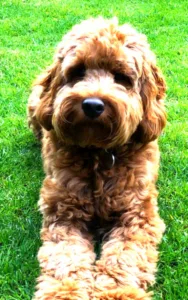 Cockerpoo close up