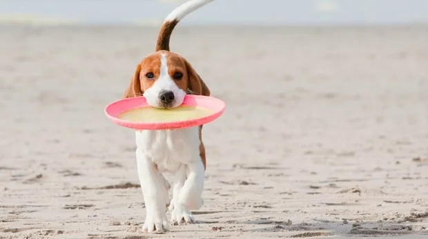 Beagle on the Beach