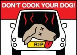 Dont cook your dog