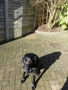 Louie - Stockport - Labrador