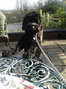 Stanley - Stockport - Cockapoo