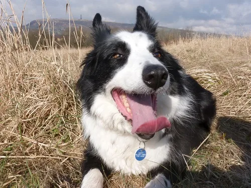 mollie collie