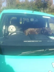 Chester driving