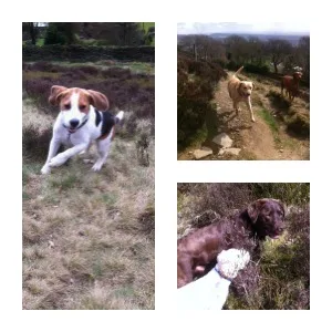 Dogs up Holcombe Hill