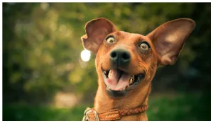 Happy Dog
