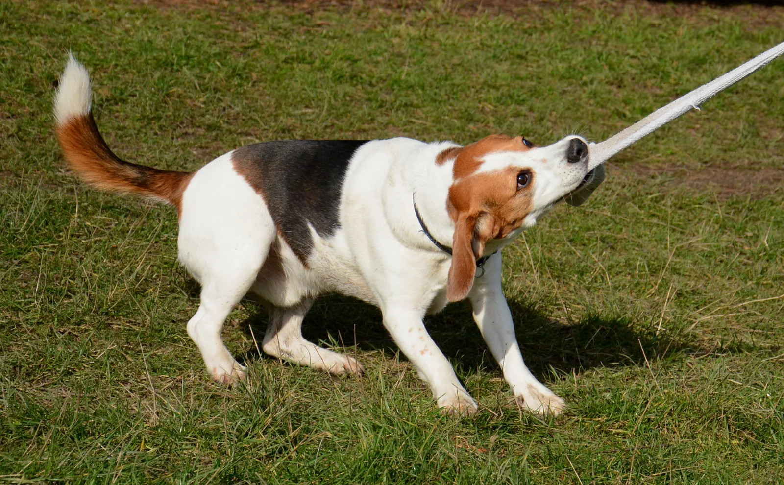 DogWalking 053
