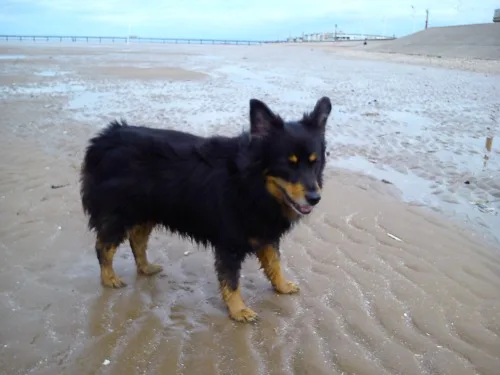 Tilly at the seaside