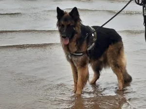 Stitch Shepherd standing in water