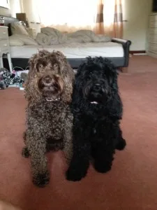 lily and beau