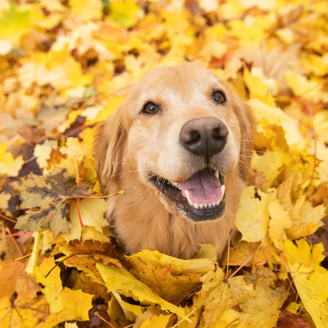 Golden Retriever Dog in Autumn Leaves