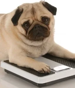 Overweight dog