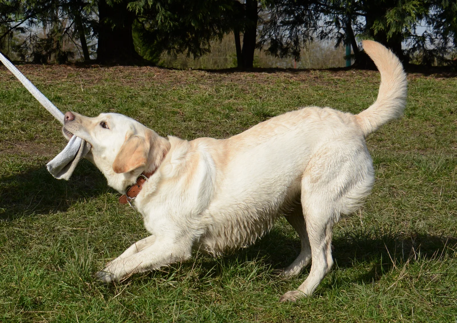 DogWalking 051