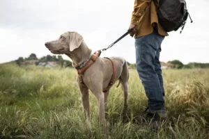 Dog walker walking on lead dog