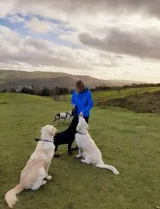 Dog Training