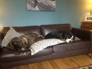 bobby and georgia sofa