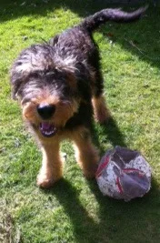 Seymour Airedale Terrier