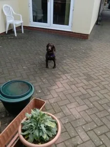 Coco - Altrincham