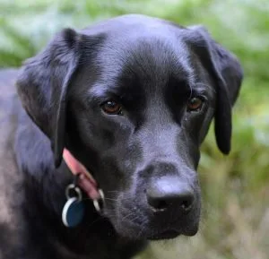 Cooper