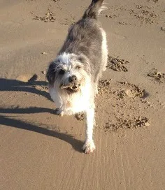 Dogs on Holiday