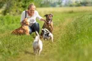 Dog sitter