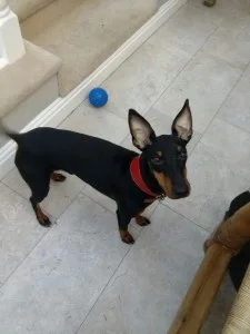 Atticus - Altrincham - Manchester Terrier