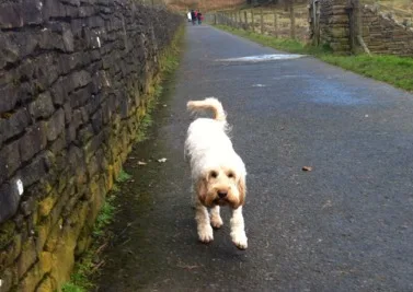 Honey off the lead