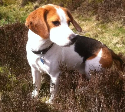 Rigby on Holcombe Hill