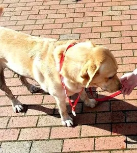 Ollie with his medal for completing Sport Relief 3 mile walk