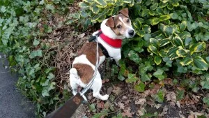Ralph - Altrincham