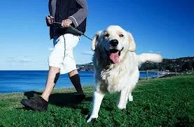 Happy dog for a walk