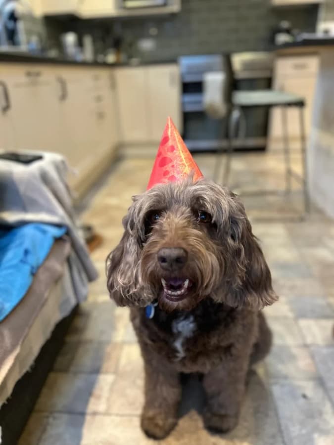 A brown dog wearing a little party hat indoors