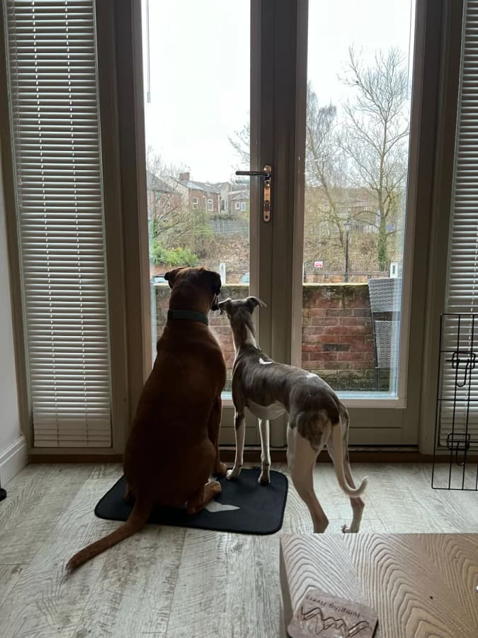 Two dogs looking out through the patio doors