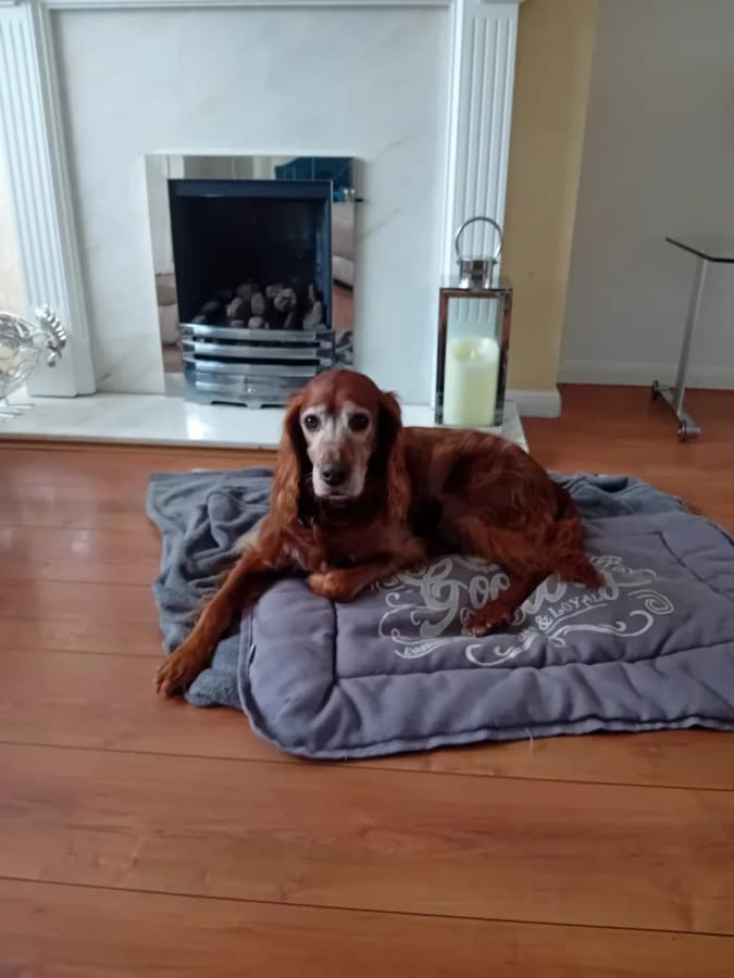 A red setter resting on a dog bed by the fireplace