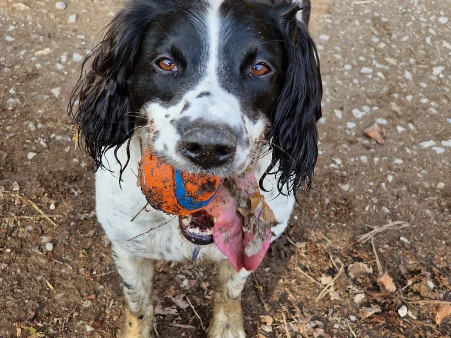 A black and white spaniel enjoying time outdoors