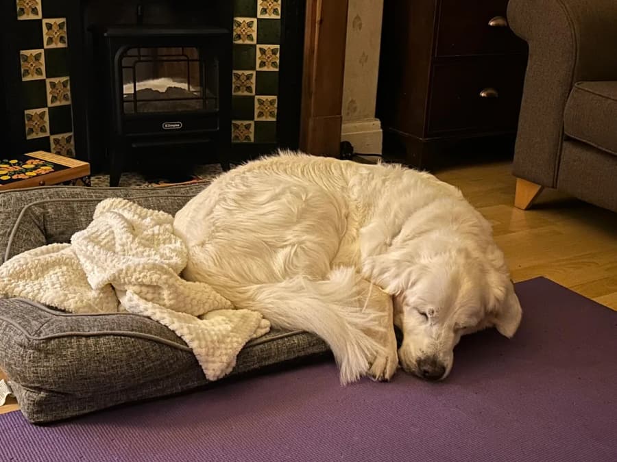 A golden dog curled up asleep on a cushion
