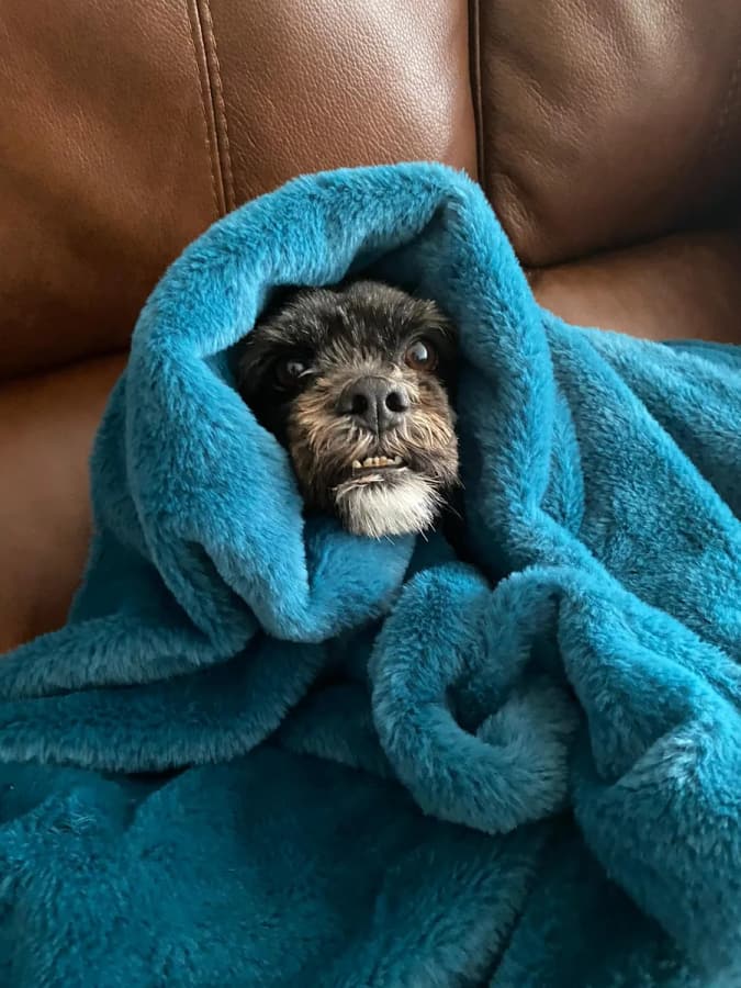 A small dog wrapped in a blue blanket on the sofa