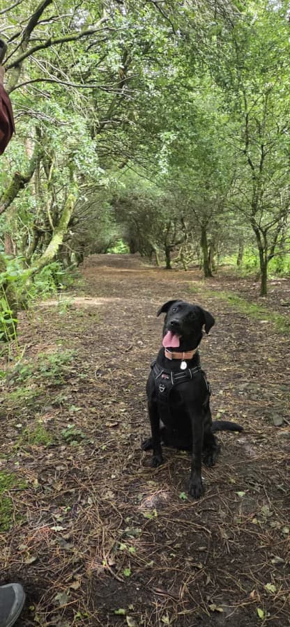 A black dog on a leafy woodland path
