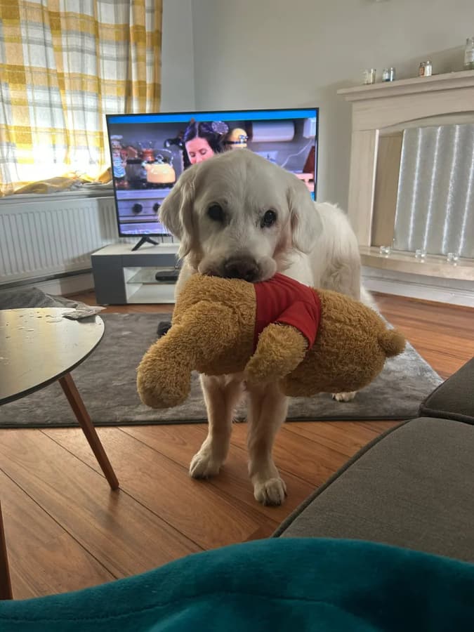 A light-coloured dog carrying a favourite soft toy indoors