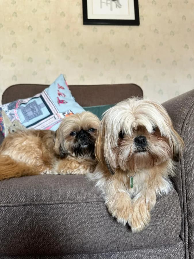 Two small dogs relaxing together on a sofa