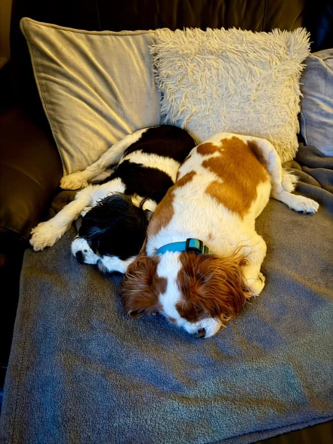 Two spaniels stretched out on a sofa